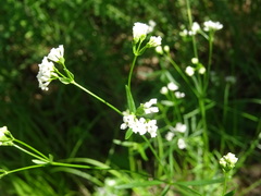 Asperula tinctoria