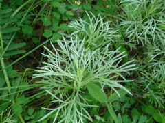 Artemisia sericea