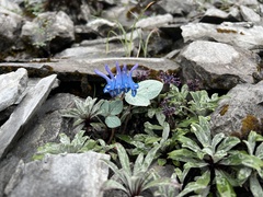 Corydalis hemidicentra