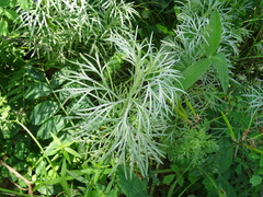 Artemisia sericea