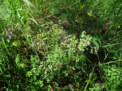 Galium × pseudoboreale