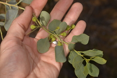 Codonocarpus cotinifolius
