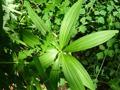Lilium martagon pilosiusculum