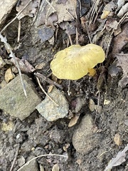 Pluteus chrysophlebius