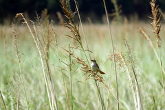 Certhiaxis cinnamomeus