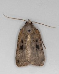 Xestia normanianus