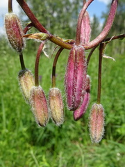 Lilium martagon pilosiusculum