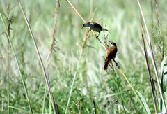 Certhiaxis cinnamomeus