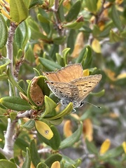 Satyrium behrii