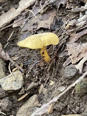 Pluteus chrysophlebius