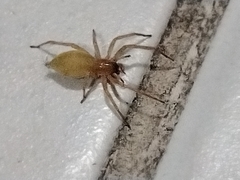 Cheiracanthium inclusum