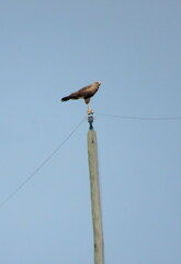 Buteogallus meridionalis