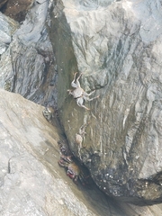 Grapsus adscensionis