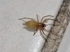 Cheiracanthium inclusum