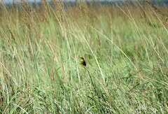 Agelasticus cyanopus