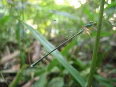 Lestes sponsa