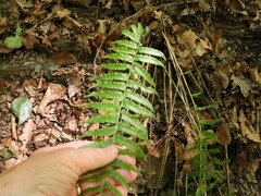 Homalosorus pycnocarpos