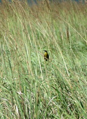 Agelasticus cyanopus