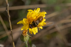 Cheilosia canicularis