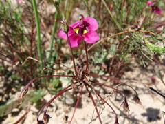 Diascia capensis