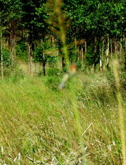 Sporophila cinnamomea