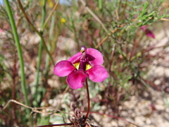 Diascia capensis