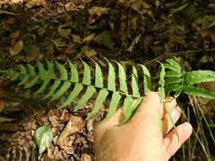 Homalosorus pycnocarpos