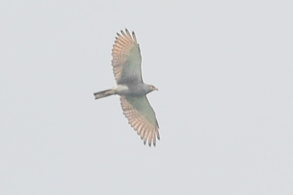 Rufous-winged Buzzard