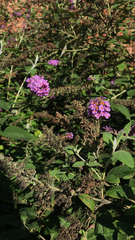 Buddleja davidii
