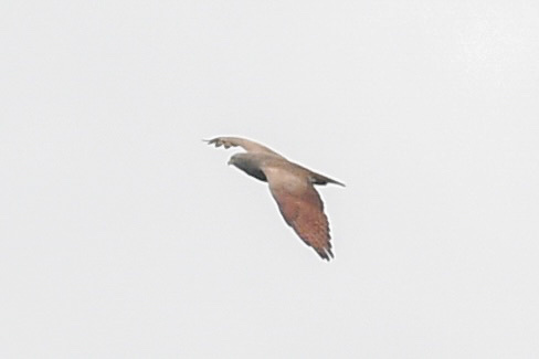 Rufous-winged Buzzard