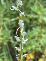 Platanthera dilatata leucostachys