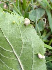 Eriophyes similis