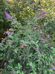 Buddleja