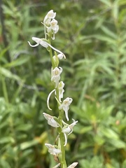 Platanthera dilatata leucostachys