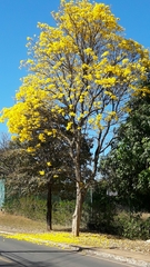 Handroanthus serratifolius
