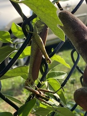 Schistocerca obscura