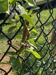 Schistocerca obscura