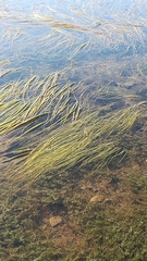Hydrocharitaceae
