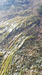 Hydrocharitaceae