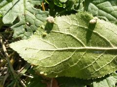 Eriophyes similis