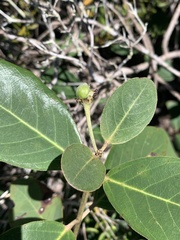 Stigmaphyllon paralias