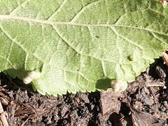 Eriophyes similis