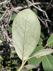 Stigmaphyllon paralias