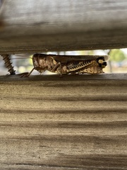 Melanoplus differentialis