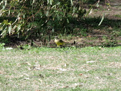 Machetornis rixosa