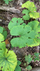 Sanguinaria canadensis