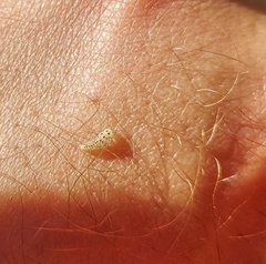 Vibidia duodecimguttata