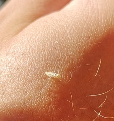 Vibidia duodecimguttata