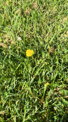 Cichorieae