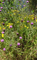 Centaurea scabiosa